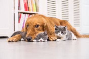 Pet friendly - cats and dogs